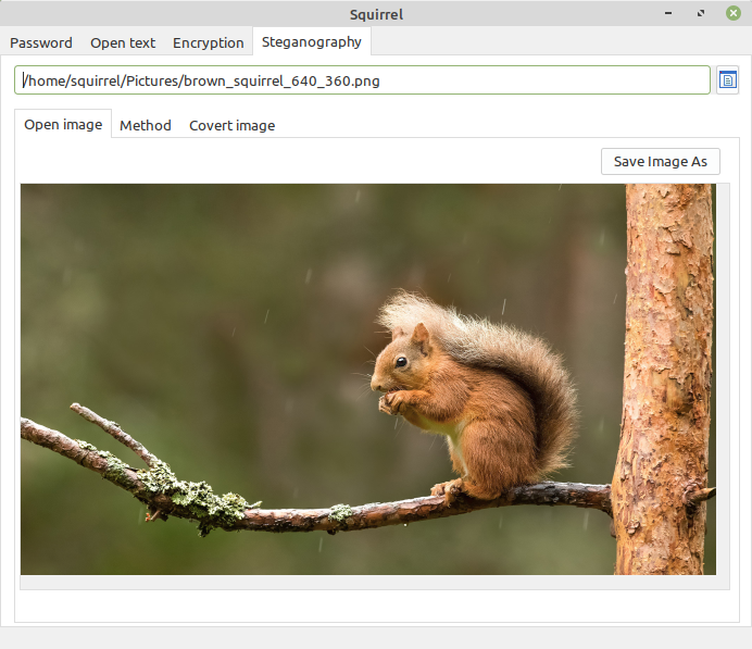 open
            image brown squirrel